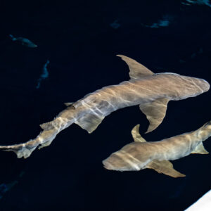 Two tawny nurse sharks at night seen from above beside the boat hull, Alimatha Jetty, Maldives