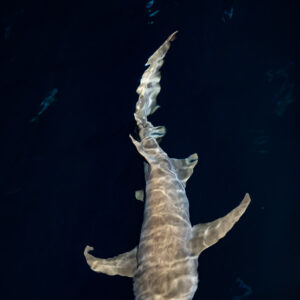 Tawny nurse shark seen from above in dark water, vertical, Alimatha Jetty, Maldives
