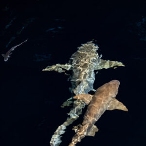 Two tawny nurse sharks overlapping seen from above at night, Alimatha Jetty, Maldives