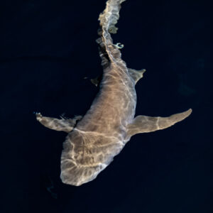 Tawny nurse shark with curved body seen from above at night, Alimatha Jetty, Maldives