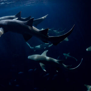 Group of tawny nurse sharks swirling under the boat at night, Alimatha Jetty, Maldives