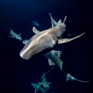 Tawny nurse shark head-on above a swirl of sharks at night, Alimatha Jetty, Maldives