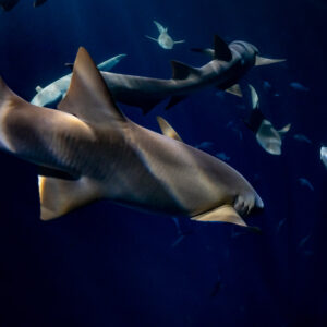 Tawny nurse shark banking among a group of sharks at night, Alimatha Jetty, Maldives