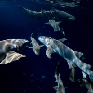 Tawny nurse sharks with rippled light patterns at night, Alimatha Jetty, Maldives