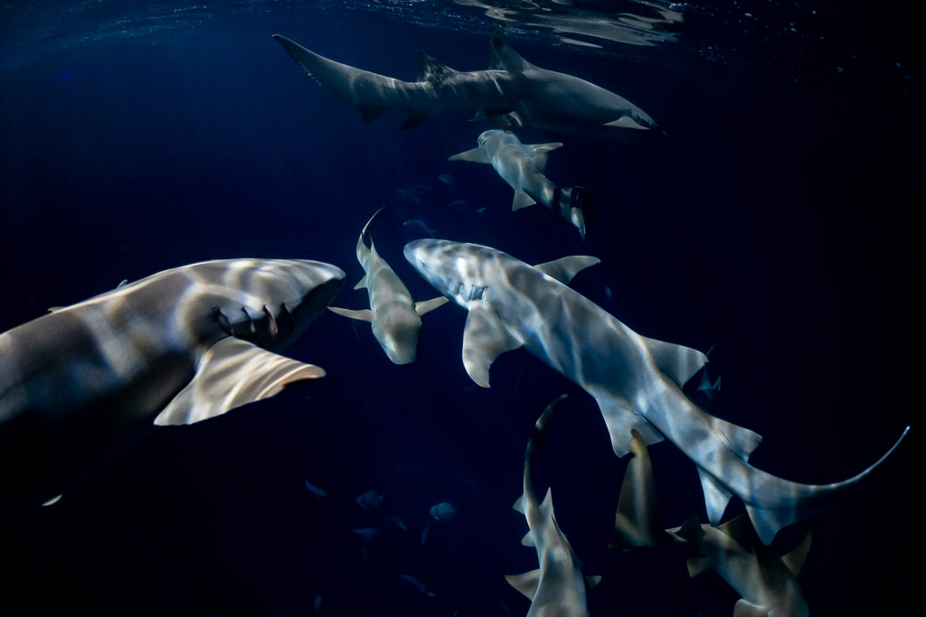 Requins-nourrices fauves aux reflets de lumière ondulés de nuit, jetée d'Alimatha, Maldives
