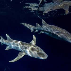 Two tawny nurse sharks with dappled light under the surface at night, Alimatha Jetty, Maldives