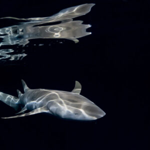 Tawny nurse shark and its reflection under the surface at night, Alimatha Jetty, Maldives