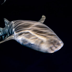 Tawny nurse shark close-up with rippled light on its back at night, Alimatha Jetty, Maldives