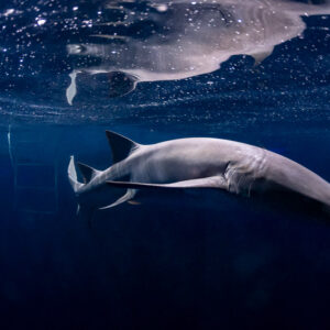 Tawny nurse shark below the surface with reflections at night, Alimatha Jetty, Maldives