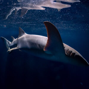 Tawny nurse shark raising a backlit pectoral fin at night, Alimatha Jetty, Maldives