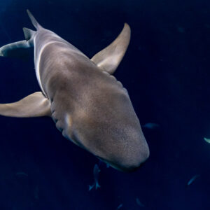Tawny nurse shark seen from above diving into the dark, Alimatha Jetty, Maldives