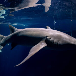 Tawny nurse shark side view below the surface at night, Alimatha Jetty, Maldives