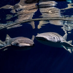 Two tawny nurse sharks under the boat mooring rope at night, Alimatha Jetty, Maldives