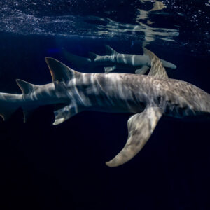 Tawny nurse shark with mottled light passing under the surface at night, Alimatha Jetty, Maldives