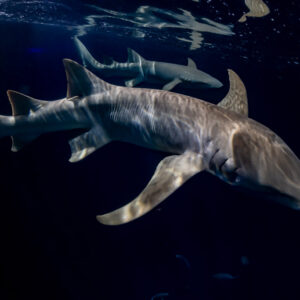Two tawny nurse sharks swimming in tandem under the surface at night, Alimatha Jetty, Maldives