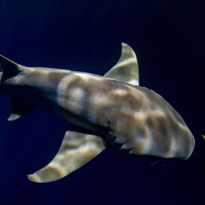 Tawny nurse shark close-up with dappled light in deep blue at night, Alimatha Jetty, Maldives