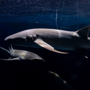 Tawny nurse sharks passing near the boat ladder at night, Alimatha Jetty, Maldives