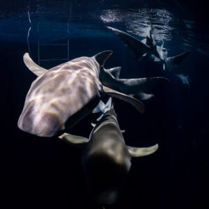 Tawny nurse sharks seen from above near the ladder at night, vertical, Alimatha Jetty, Maldives