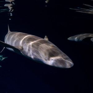 Tawny nurse shark head close-up gliding through dark water at night, Alimatha Jetty, Maldives