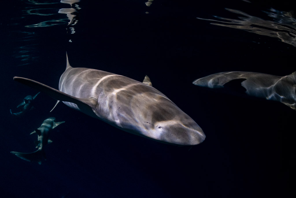 Tête de requin-nourrice fauve en gros plan glissant dans l’eau sombre de nuit, jetée d'Alimatha, Maldives