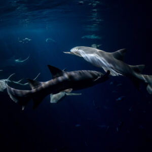 Several tawny nurse sharks swimming in light shafts at night, Alimatha Jetty, Maldives