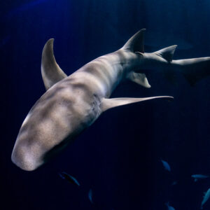 Tawny nurse shark turning toward camera in blue light at night, Alimatha Jetty, Maldives