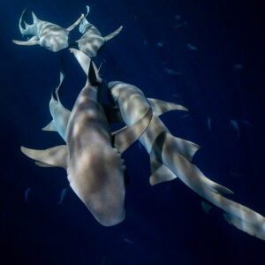 Two tawny nurse sharks side by side seen from above at night, Alimatha Jetty, Maldives