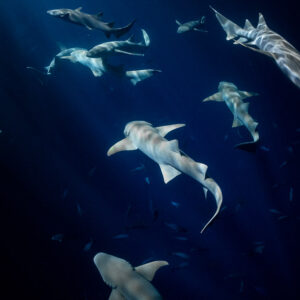 Many tawny nurse sharks gathering in light rays at night, Alimatha Jetty, Maldives