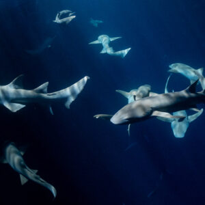 Tawny nurse sharks crossing paths in dark blue water at night, Alimatha Jetty, Maldives