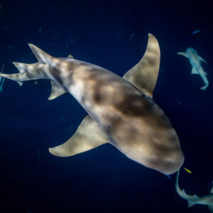 Tawny nurse shark seen from above with marbled light at night, Alimatha Jetty, Maldives