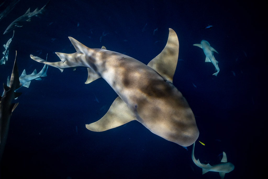 Requin-nourrice fauve vu d’en haut avec reflets marbrés de nuit, jetée d'Alimatha, Maldives