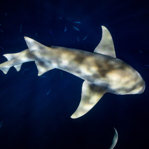 Tawny nurse shark with dappled back filling the frame at night, Alimatha Jetty, Maldives