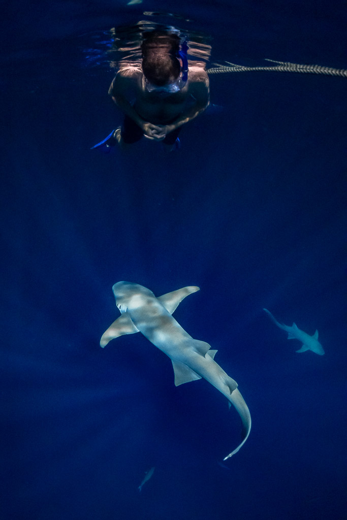 Nageur en surface au-dessus d’un requin-nourrice de nuit, cadrage vertical, jetée d'Alimatha, Maldives