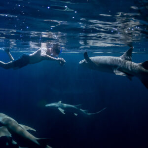 Snorkeler swimming alongside a tawny nurse shark at night, Alimatha Jetty, Maldives
