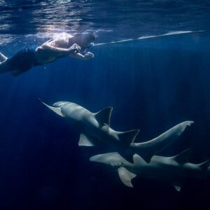 Snorkeler stretched at the surface above two nurse sharks at night, Alimatha Jetty, Maldives