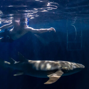 Snorkeler reaching forward above a nurse shark by the ladder at night, Alimatha Jetty, Maldives