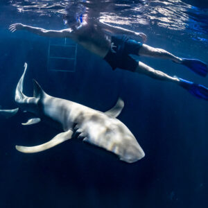 Snorkeler with arms spread over a nurse shark at night, Alimatha Jetty, Maldives