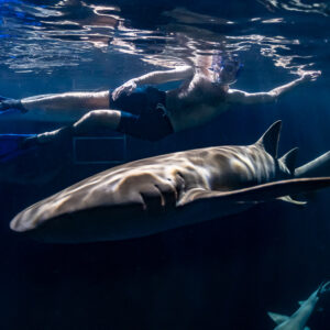 Snorkeler gliding just above a large nurse shark at night, Alimatha Jetty, Maldives