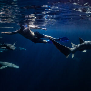 Snorkeler swimming among several nurse sharks near the surface at night, Alimatha Jetty, Maldives
