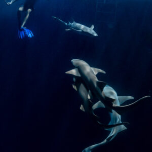 Snorkeler above a cluster of nurse sharks, vertical night view, Alimatha Jetty, Maldives