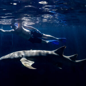 Snorkeler swimming parallel to a large nurse shark at night, Alimatha Jetty, Maldives