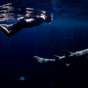 Snorkeler finning at the surface over a distant nurse shark at night, Alimatha Jetty, Maldives