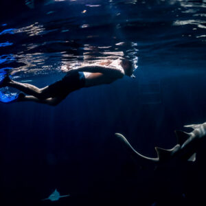 Snorkeler diving head-first toward a nurse shark at night, Alimatha Jetty, Maldives