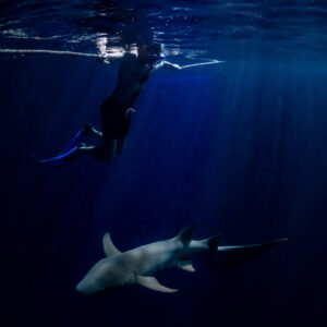 Snorkeler holding the rope above a nurse shark, vertical night view, Alimatha Jetty, Maldives
