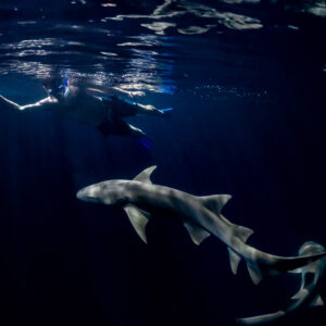 Snorkeler at the surface with two nurse sharks below at night, Alimatha Jetty, Maldives