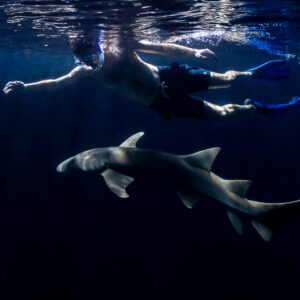 Snorkeler arms outstretched over a nurse shark near the ladder at night, Alimatha Jetty, Maldives
