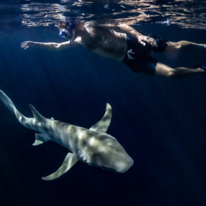Nurse shark turning below a snorkeler at the surface at night, Alimatha Jetty, Maldives