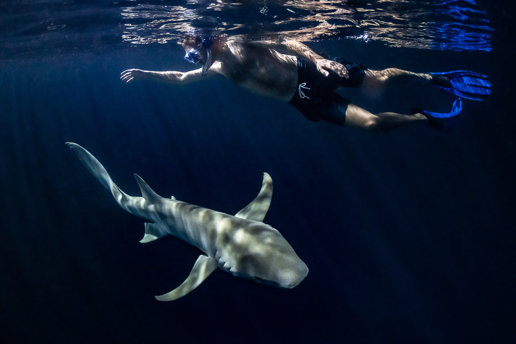 Requin-nourrice virant sous un nageur en surface de nuit, jetée d'Alimatha, Maldives