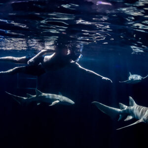 Snorkeler swimming over three nurse sharks under rippled surface at night, Alimatha Jetty, Maldives