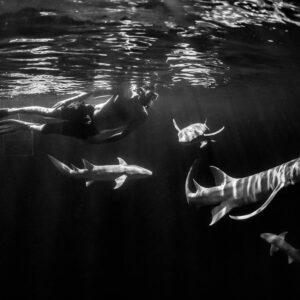 Black-and-white snorkeler among several nurse sharks at night, Alimatha Jetty, Maldives